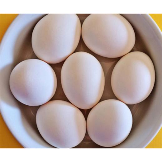 【团购自提】汉南白壳鸡蛋15枚塑料盒简装 商品图0