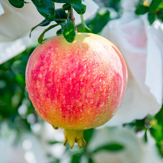 【一口爆汁】会理突尼斯软籽石榴   色泽艳丽 粒大多汁 商品图3