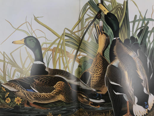 鸟类插画艺术图集 百余幅彩色插图 精装大16开 商品图9