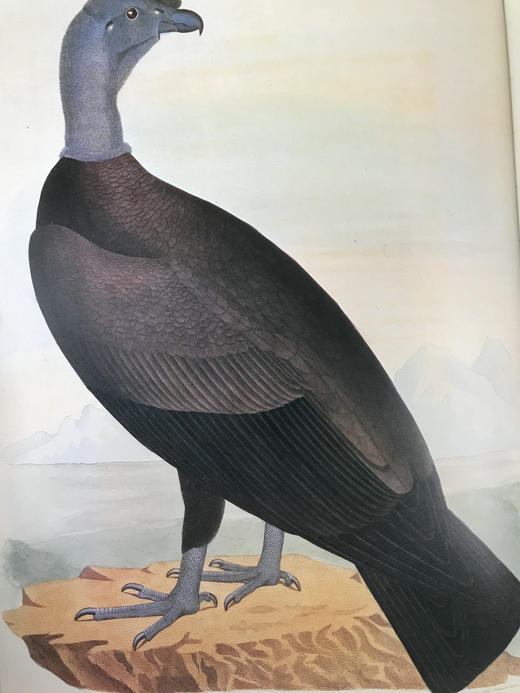 鸟类插画艺术图集 百余幅彩色插图 精装大16开 商品图10