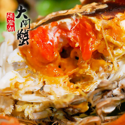 阳澄湖大闸蟹，基地直发，秋季开湖后发货【顺丰到家，死蟹包赔】 商品图9