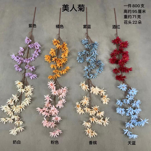 美人菊【运费自理】 商品图0