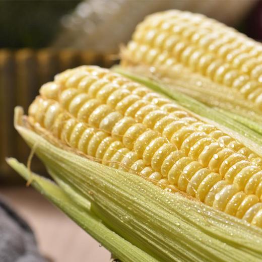 黄玉米 约600g/份（普通玉米） 商品图3
