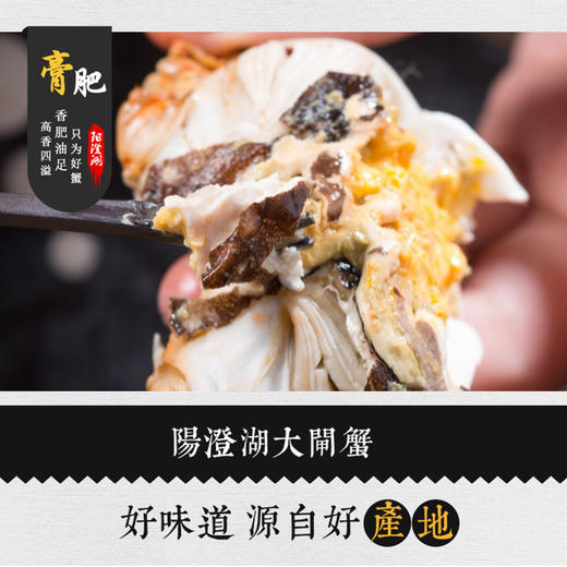 阳澄湖大闸蟹，基地直发，秋季开湖后发货【顺丰到家，死蟹包赔】 商品图3