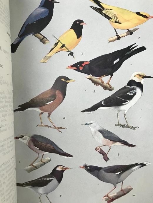 缅甸鸟类图鉴 30页彩色插图 漆布精装18开 商品图7