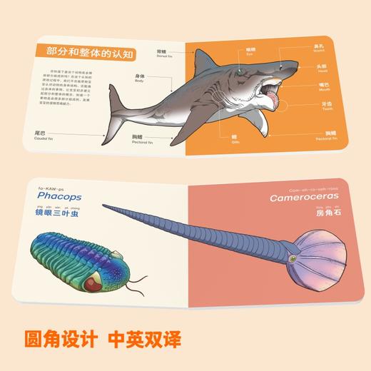 PNSO早教启蒙书认知能力培育书《三岁以前我认识很多海洋动物》 商品图4