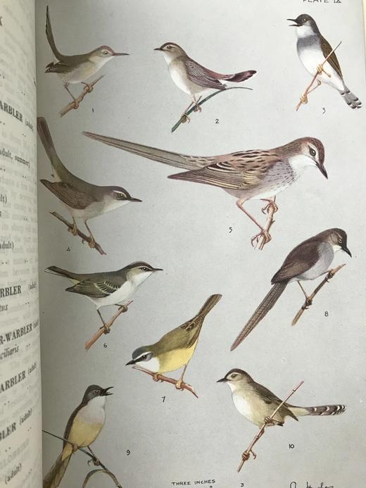 缅甸鸟类图鉴 30页彩色插图 漆布精装18开 商品图8