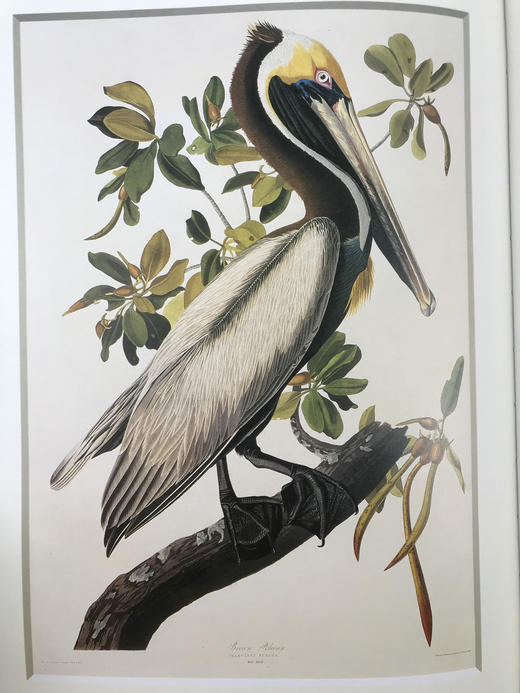 鸟类插画艺术图集 百余幅彩色插图 精装大16开 商品图11