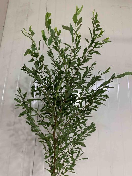 小手球叶 商品图0