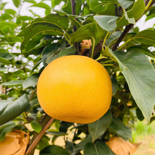 cc【顺丰京东包邮】山东秋月梨 4.5斤彩箱装/6枚果手提礼盒装 商品图5