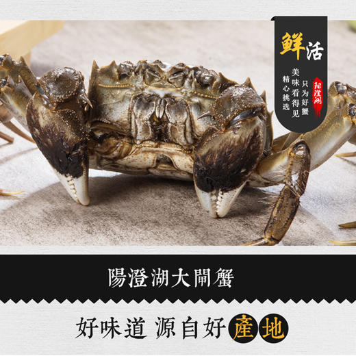 阳澄湖大闸蟹，基地直发，秋季开湖后发货【顺丰到家，死蟹包赔】 商品图4