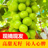【葡萄之王】广东阳光玫瑰葡萄（5斤） 商品缩略图0