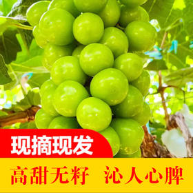 【葡萄之王】广东阳光玫瑰葡萄（5斤）