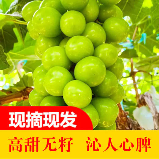 【葡萄之王】广东阳光玫瑰葡萄（5斤） 商品图0