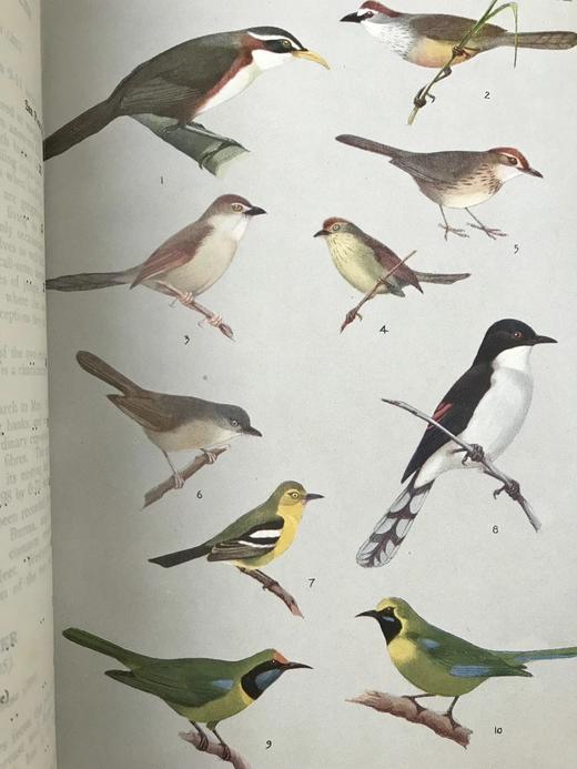 缅甸鸟类图鉴 30页彩色插图 漆布精装18开 商品图13