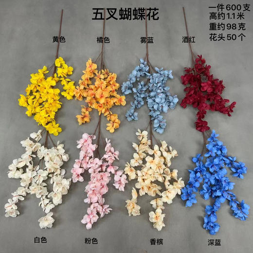 五叉蝴蝶花【运费自理】 商品图0