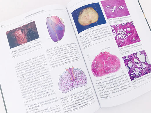辛曼泌尿外科解剖图谱 原著第二版 商品图3