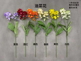 油菜花【运费自理】