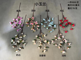 小玉兰【运费自理】