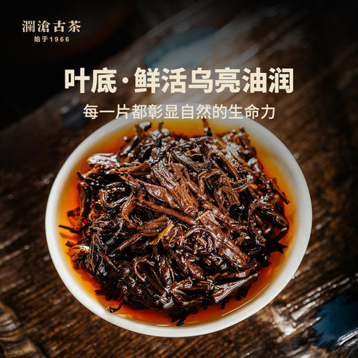 澜沧古茶2021年八壹金瓜普洱茶熟茶八一云南贡瓜古茶老熟茶500g 商品图5