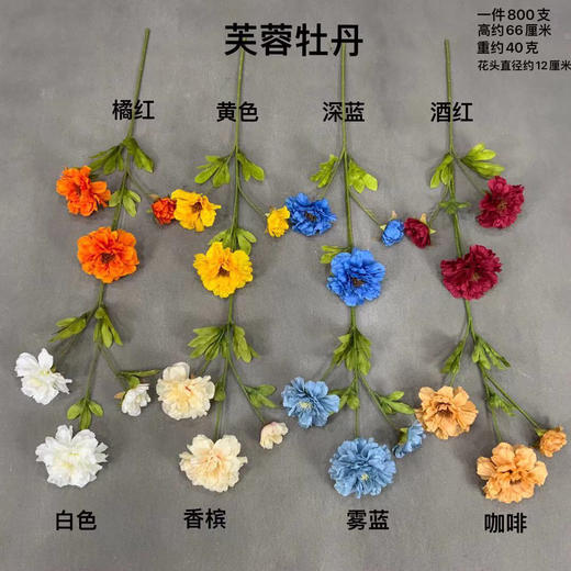 芙蓉牡丹【运费自理】 商品图0