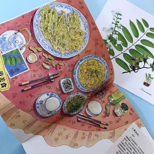 【适合5-12岁】中国植物很高兴认识你（全4册） 4大科学专题40种中国植物40幅植物科学画400余全科知识400幅全彩手绘 商品图10