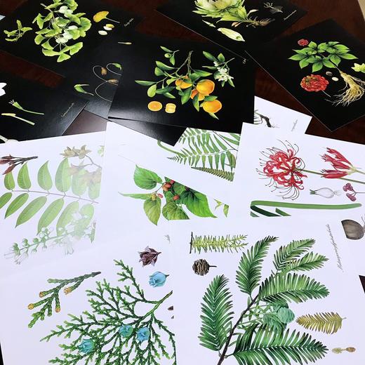 【适合5-12岁】中国植物很高兴认识你（全4册） 4大科学专题40种中国植物40幅植物科学画400余全科知识400幅全彩手绘 商品图7