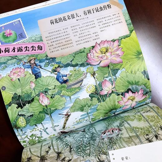 【适合5-12岁】中国植物很高兴认识你（全4册） 4大科学专题40种中国植物40幅植物科学画400余全科知识400幅全彩手绘 商品图6