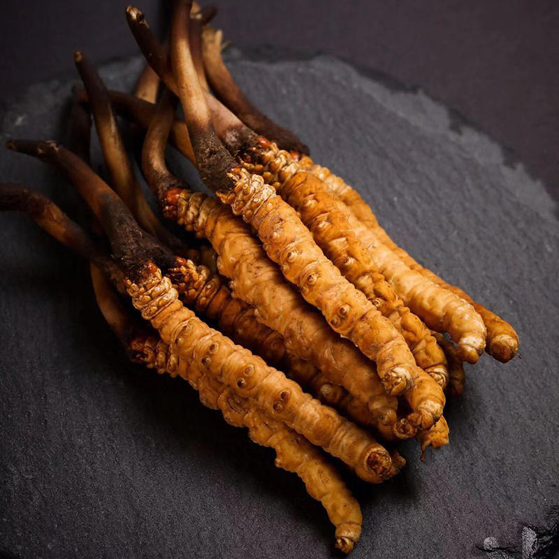 (2023年4月底上市)青海果洛 精选新鲜冬虫夏草.