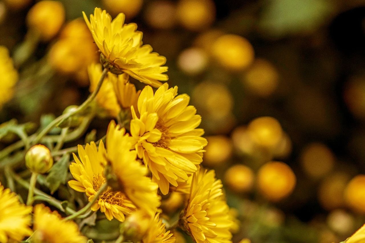 采菊缝枕囊 余香满室生 怀菊花荞麦枕 30cm*60cm