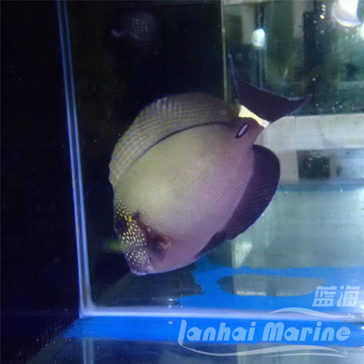 花面波纹吊 商品图4