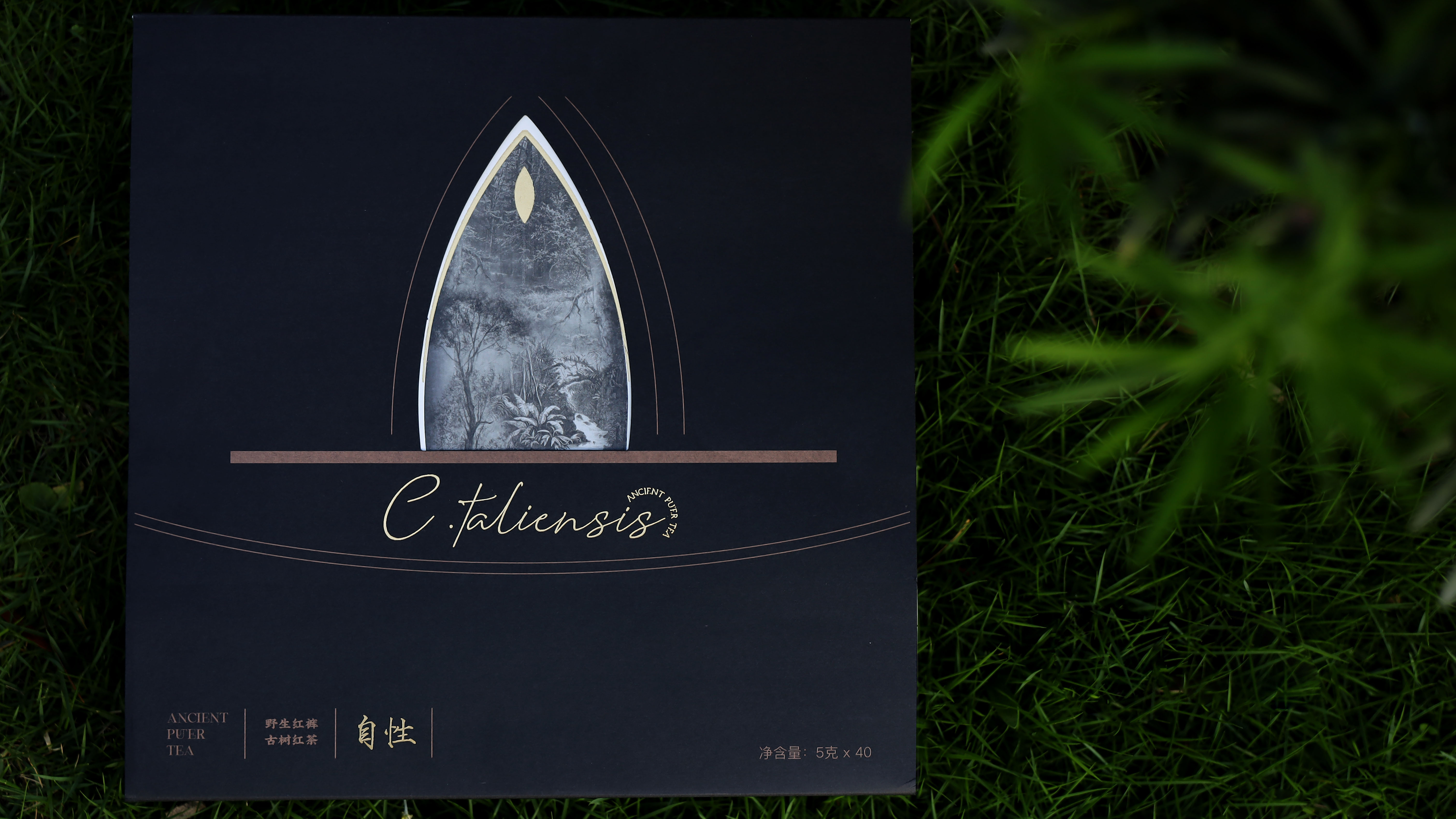 2021·自性·野生红裤古树红茶