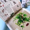 【适合5-12岁】中国植物很高兴认识你（全4册） 4大科学专题40种中国植物40幅植物科学画400余全科知识400幅全彩手绘 商品缩略图9