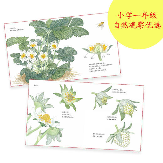 诺贝尔科学馆：草莓（精） 商品图4