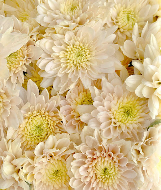 小雏菊合辑【沿着星河轨道，踏遍人间春秋】简小姐精选小雏菊 2件包邮 下单5天发货 商品图5