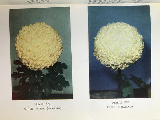 菊花栽培与鉴赏图集 约80幅插图 精装大32开 商品图7