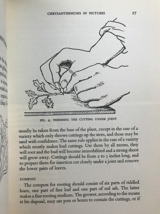 菊花栽培与鉴赏图集 约80幅插图 精装大32开 商品图8