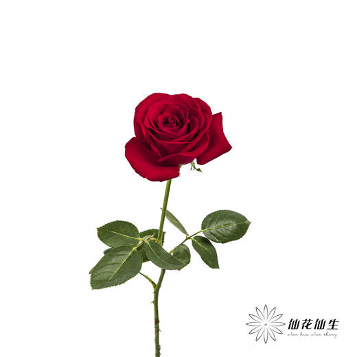 单头玫瑰 | 卡罗拉 商品图5