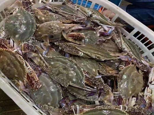【海味】舟山梭子蟹  3斤装5斤装  码头直发到手更新鲜 商品图4