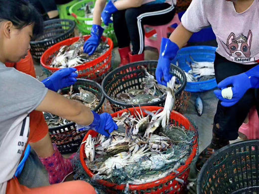 【海味】舟山梭子蟹  3斤装5斤装  码头直发到手更新鲜 商品图5