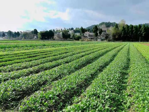 1000元礼品包 商品图12