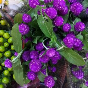 配花-千日红-紫色