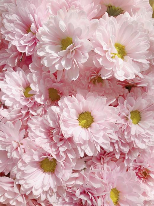 小雏菊合辑【沿着星河轨道，踏遍人间春秋】简小姐精选小雏菊 2件包邮 下单5天发货 商品图6