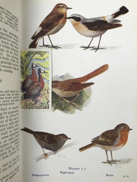 1921年 英国野外鸟类图鉴 64页256幅彩色插图 漆布精装大32开 封面书脊烫金压花 商品图8