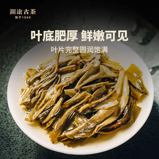 澜沧古茶2016年古树秋香 景迈古树秋茶 普洱茶生茶大饼250g 商品图3