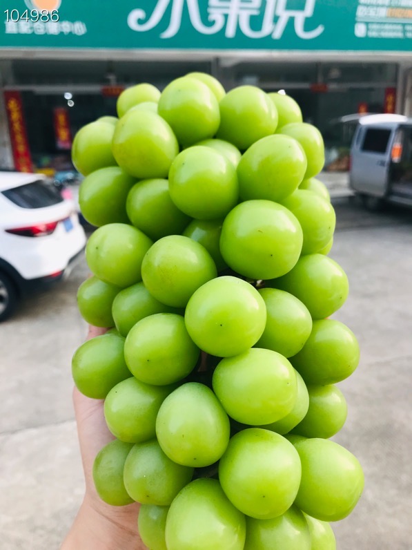 特级晴王/阳光玫瑰/香印青提