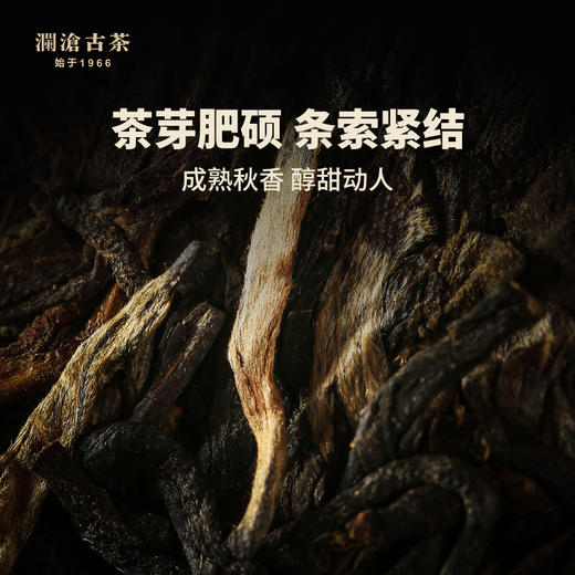 澜沧古茶2016年古树秋香 景迈古树秋茶 普洱茶生茶大饼250g 商品图1