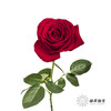 单头玫瑰 | 卡罗拉 商品缩略图3