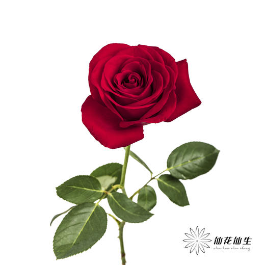 单头玫瑰 | 卡罗拉 商品图3