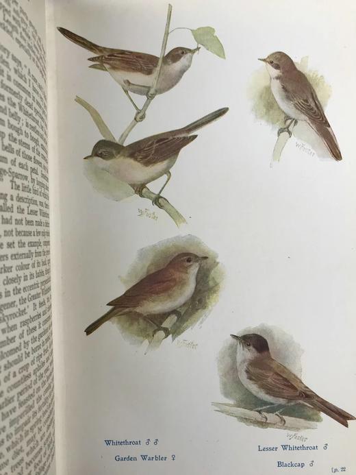 1921年 英国野外鸟类图鉴 64页256幅彩色插图 漆布精装大32开 封面书脊烫金压花 商品图9